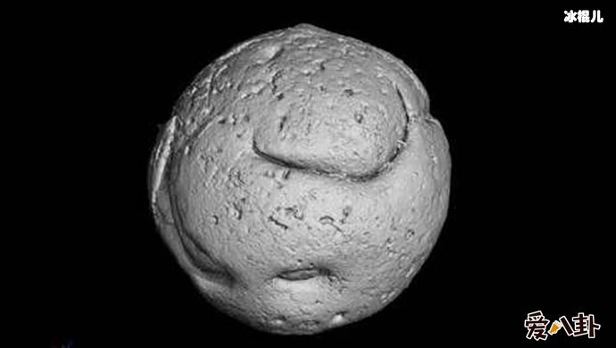 有鸡还是先有蛋? 这次大家终于可以知道答案了!