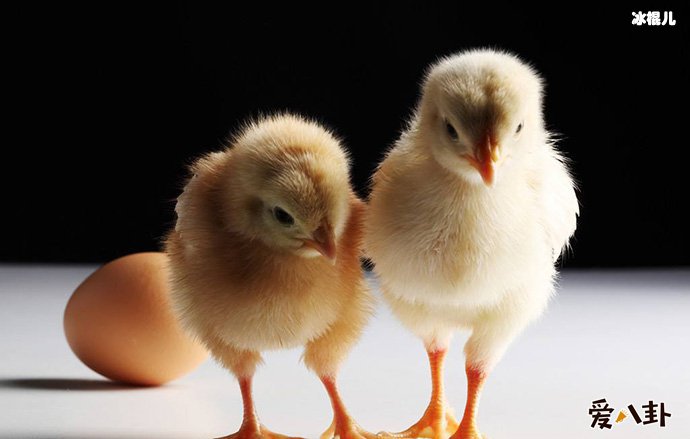 先有鸡还是先有蛋? 专家终于得出结论!
