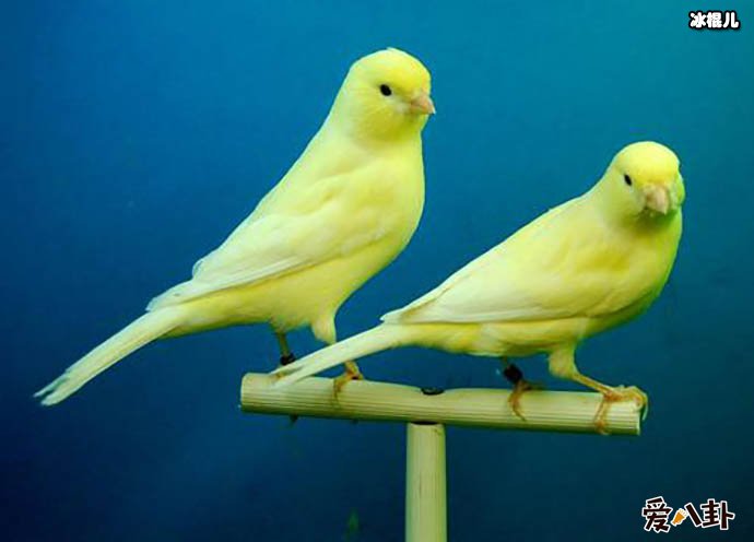 金丝雀是什么意思?为何会拿来形容女人形容男性