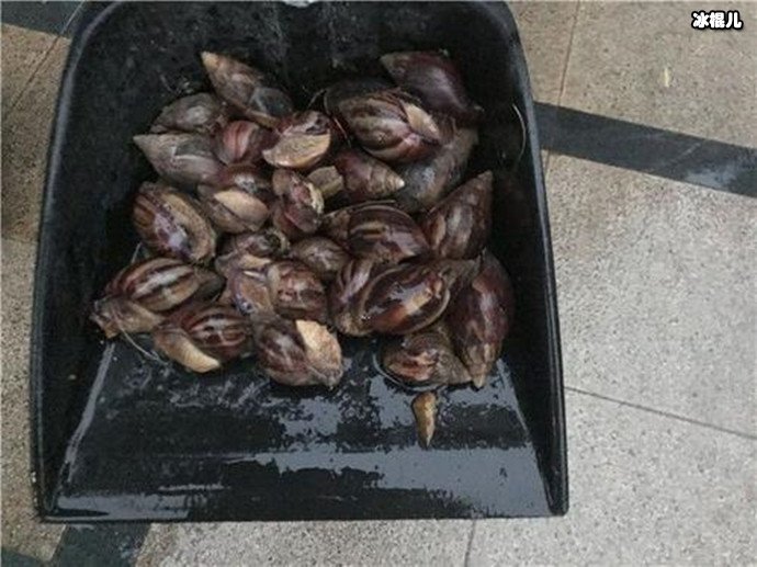 非洲外种大蜗牛已经入侵! 吃货们要谨慎!