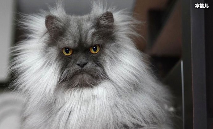 网红猫咪Juno因天生生气脸走红 猫咪照片被扒