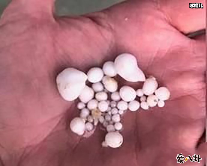 发现赚钱机密吃生蚝吐48颗!得知真相却被狠狠打脸!