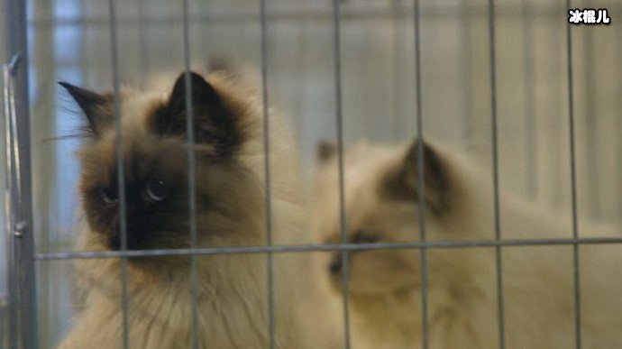 最近流行为了买房当猫宅?网友纷纷感叹贫穷限制了我对猫奴的想象!