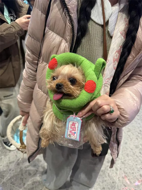 和猫猫狗狗一起在电影院看电影,你愿意吗?