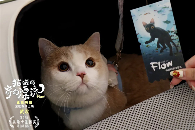 和猫猫狗狗一起在电影院看电影,你愿意吗?