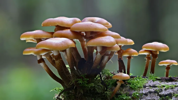 工程师找到了超硬混凝土替代品!由真菌和细菌制成 工程师找到了超硬混凝土替代品!由真菌和细菌制成