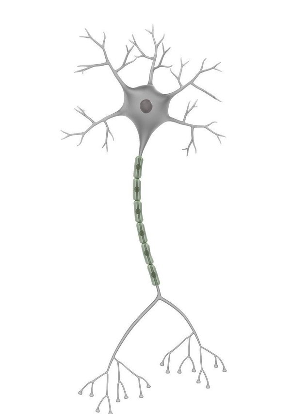 人脑神经元 成人也能长脑子!研究证明人脑神经元可终身生成